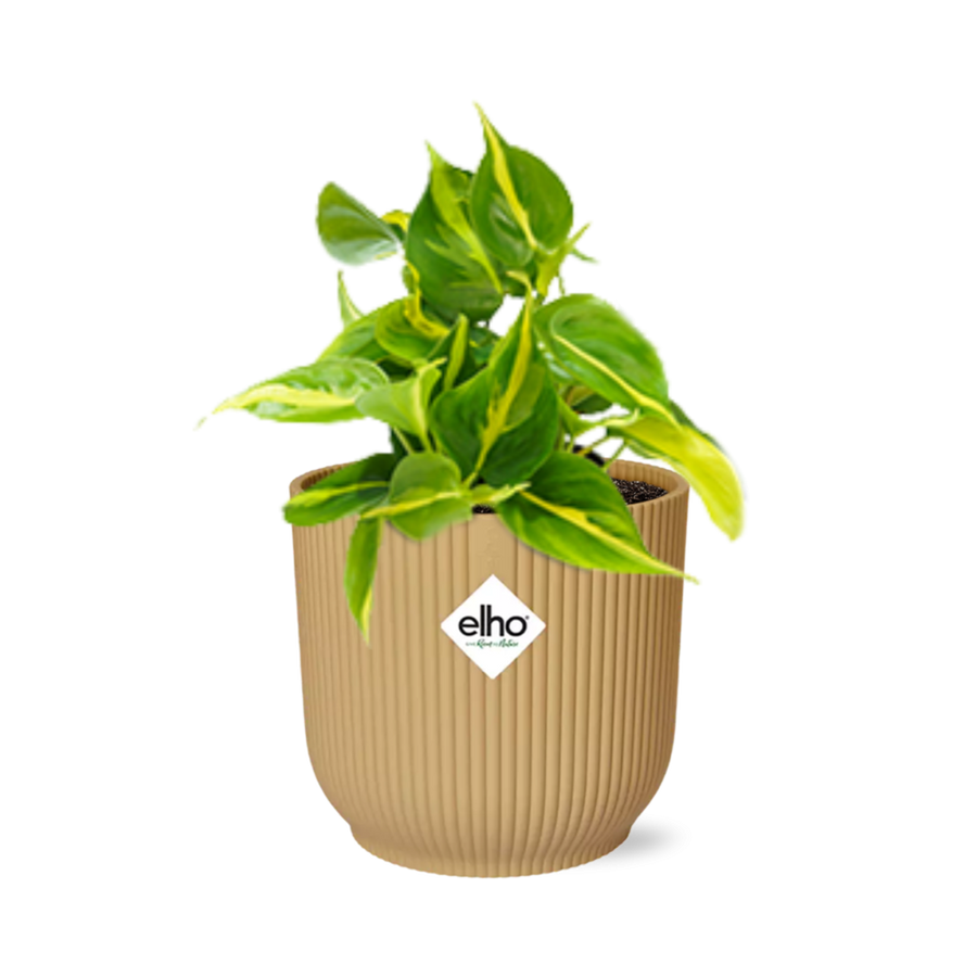 Philodendron Brasil indoor plant with vibrant green and yellow leaves in a decorative pot by Everspring