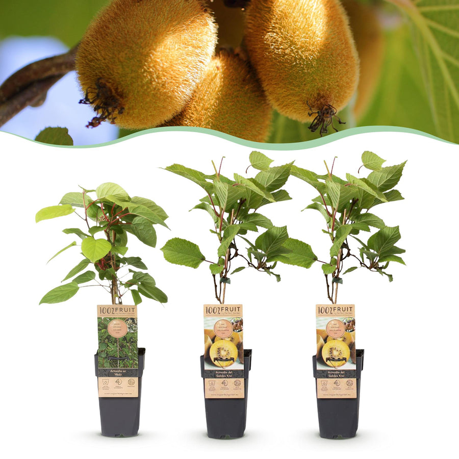 Fruitplant, Actinidia Weiki & Golden Kiwi, Kiwi Plant, 1 Male, 2 Female, Plants, Yellow, Pot 15cm, Height 50cm