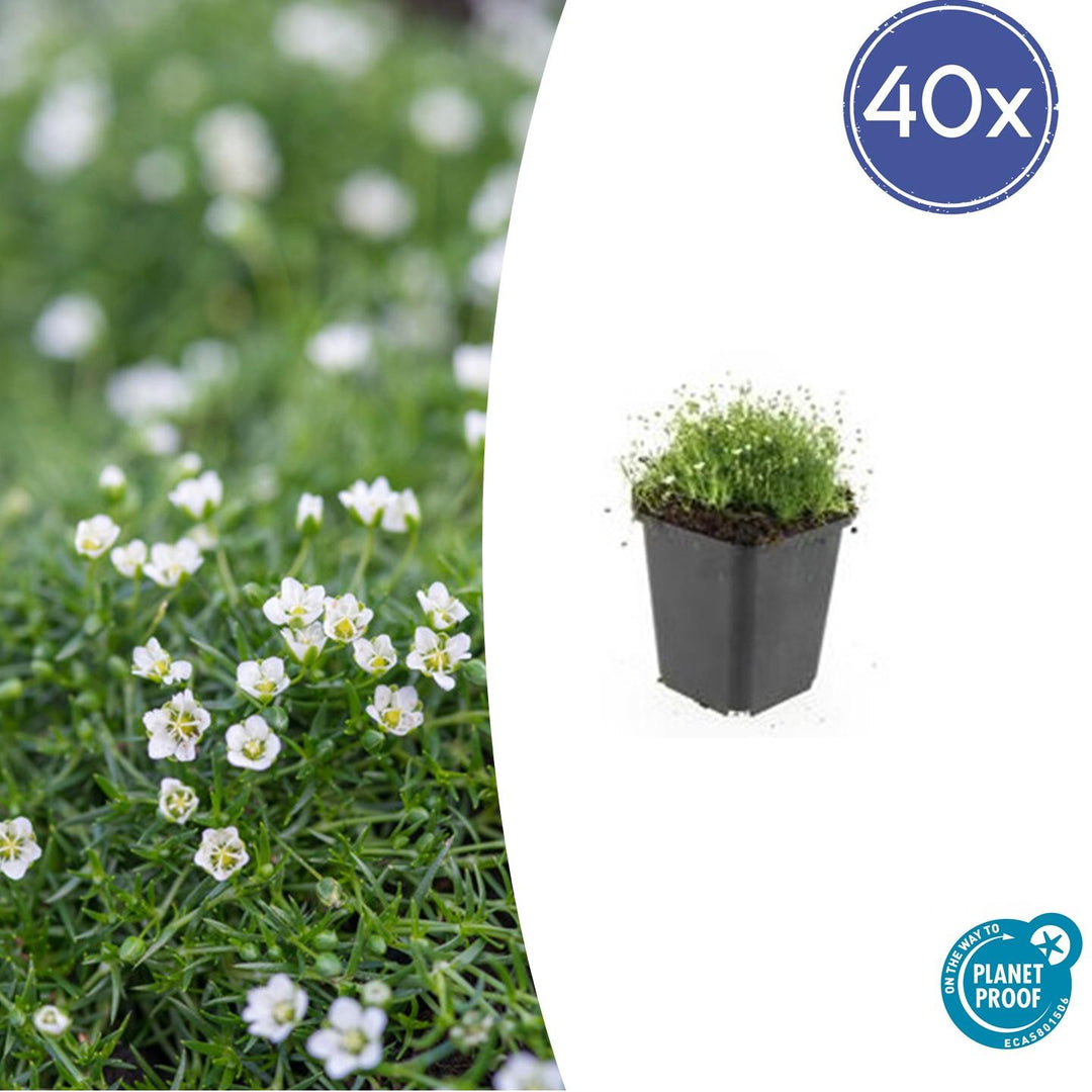 40x Sagina Subulata Irish Moss - Evergreen Ground Cover - Ø9cm