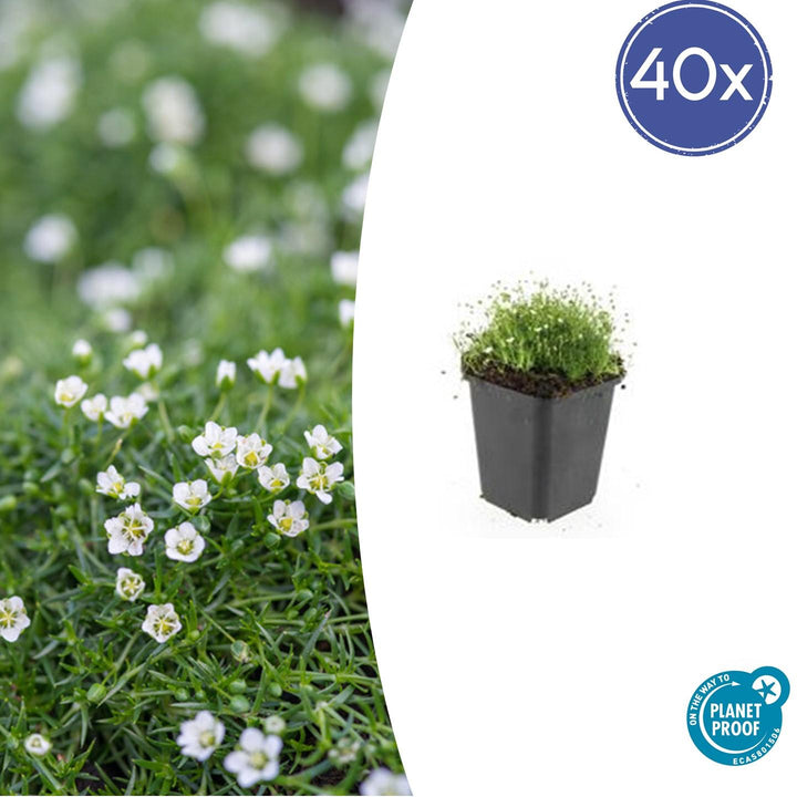 40x Sagina Subulata Irish Moss - Evergreen Ground Cover - Ø9cm