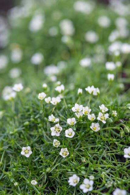 60x Sagina Subulata Irish Moss - Dense Evergreen Ground Cover 9cm Pots
