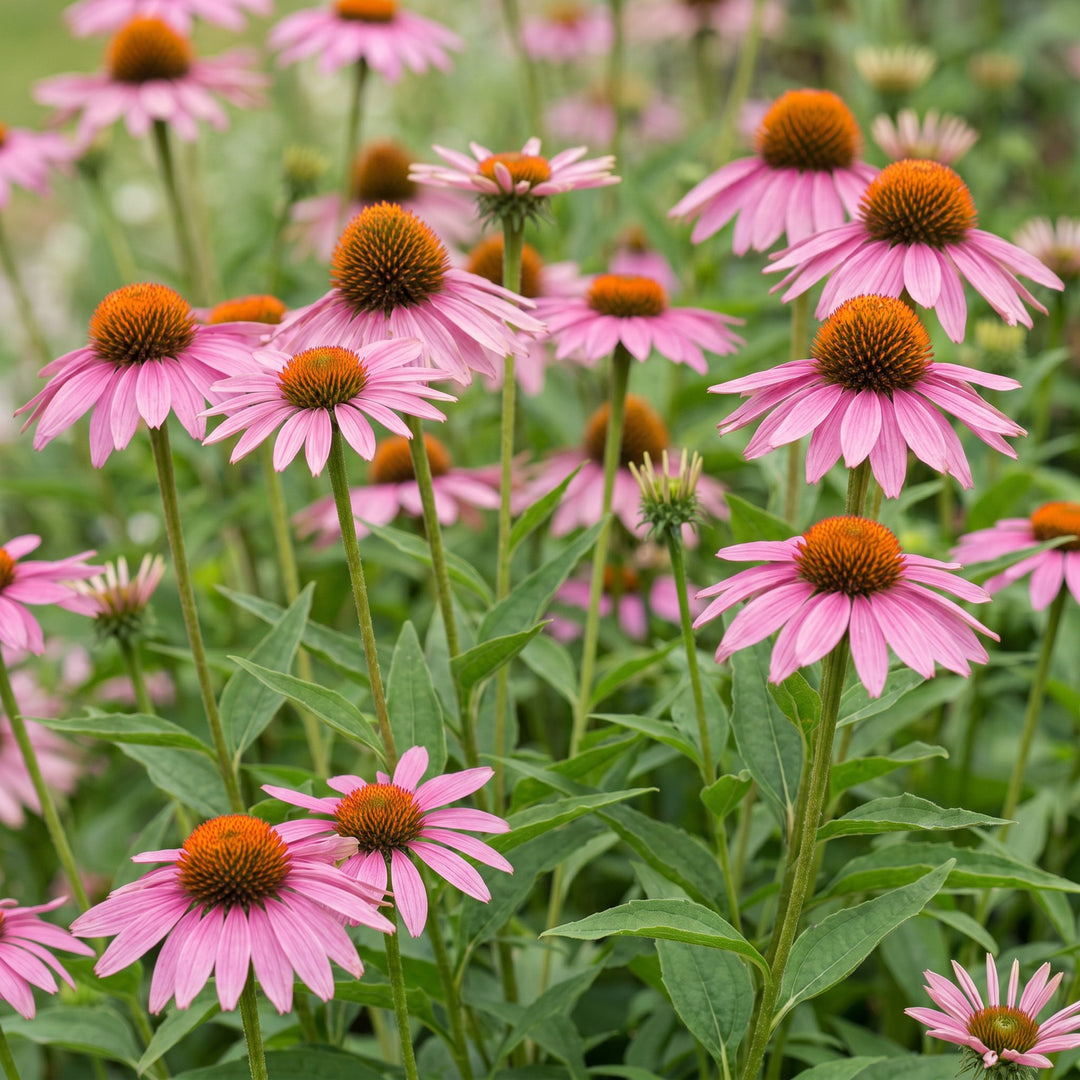 6 Echinacea purpurea 'Magnus' coneflower plants in 11cm pots - view 5