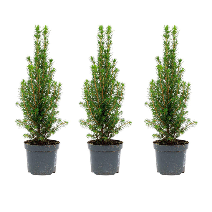 3x Live Picea Glauca Perfecta Mini Christmas Tree 25-30cm Potted