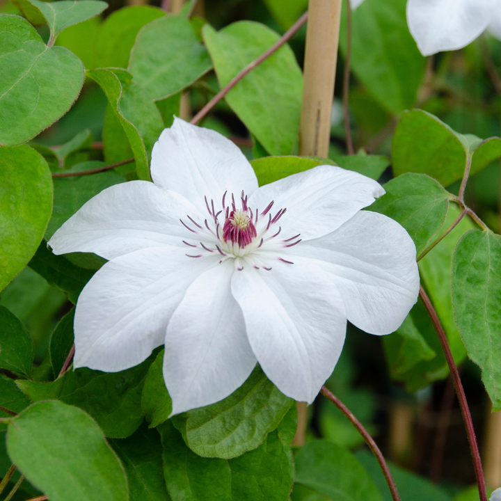 Clematis 'Miss Bateman', view 4