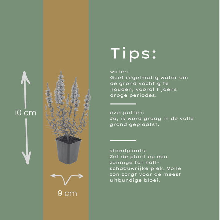 6x Lythrum salicaria - ↕10-25cm - Ø9cm