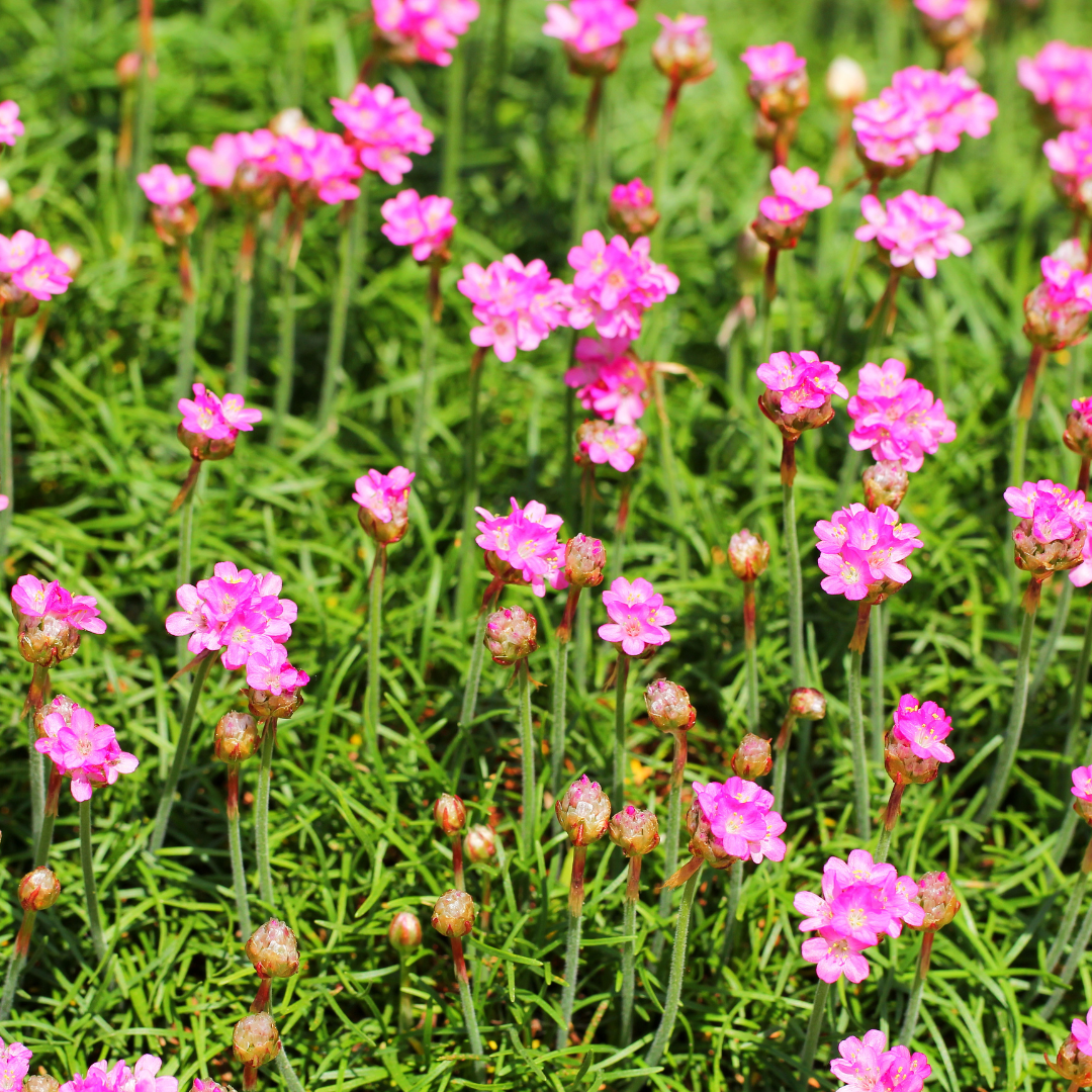 6x Armeria m. 'Splendens' - ↕10-25cm - Ø9cm