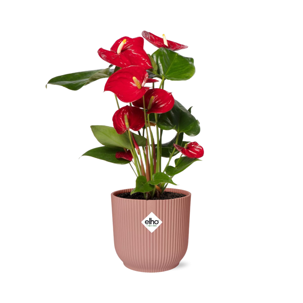 Red anthurium with glossy heart-shaped red flowers in a pink ribbed ELHO Vibes pot