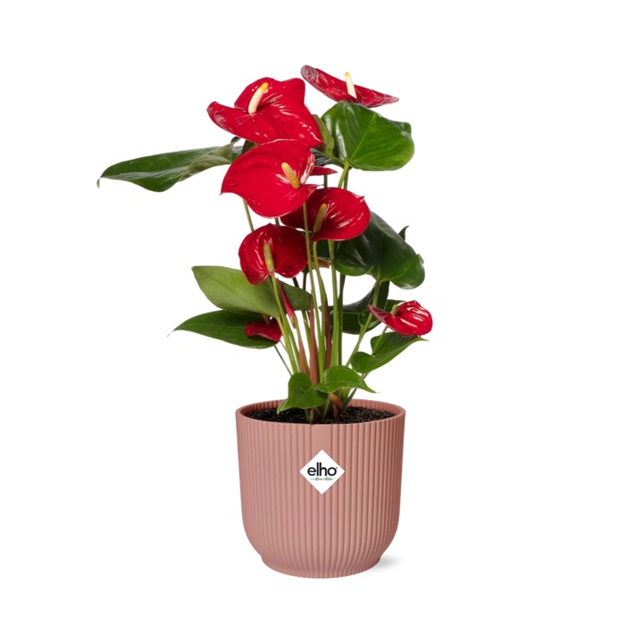 Red anthurium with glossy heart-shaped red flowers in a pink ribbed ELHO Vibes pot