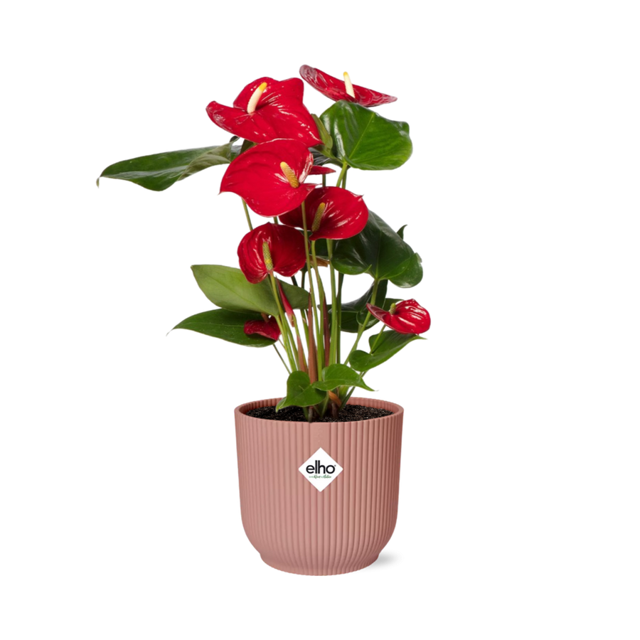 Red anthurium with glossy heart-shaped red flowers in a pink ribbed ELHO Vibes pot