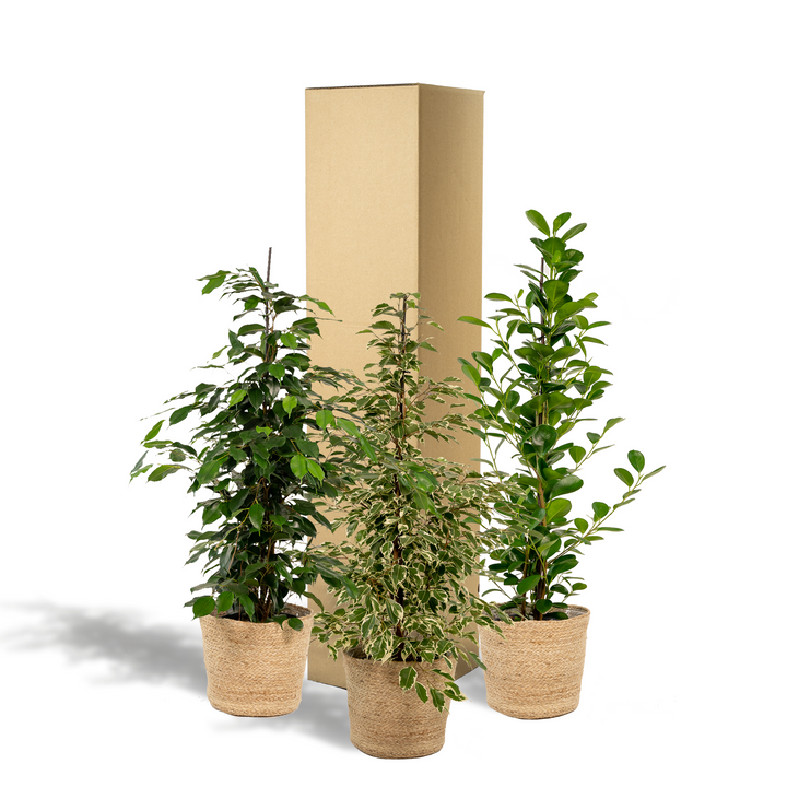 3 Ficus Plant Bundle with Basket - 95cm Air-Purifying Indoor Plants