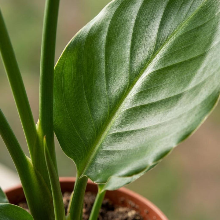 Strelitzia Reginea - Bird of Paradise - 4 Plants - Pot 12cm - Height - 35cm