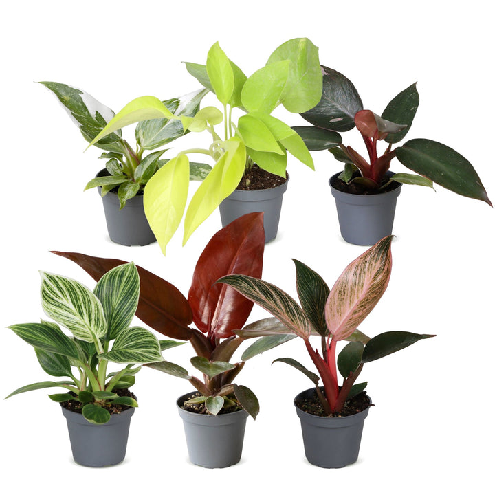 Baby Philodendron Family, pack of 6 tropical plants in 6cm pots, image 2