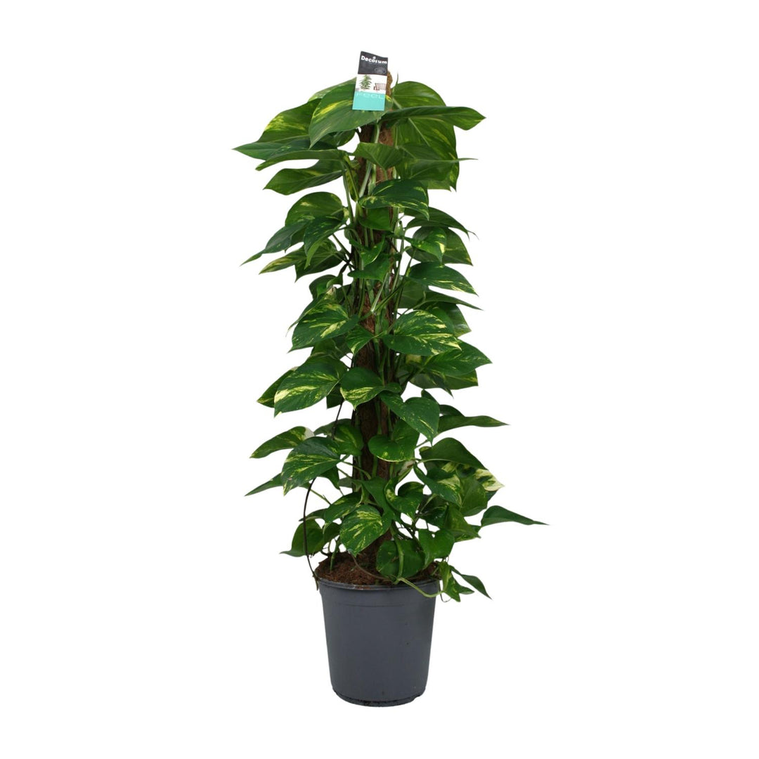 Scindapsus (Pothos): Lush 120cm Trailing Beauty – Easy Care & Versatile!