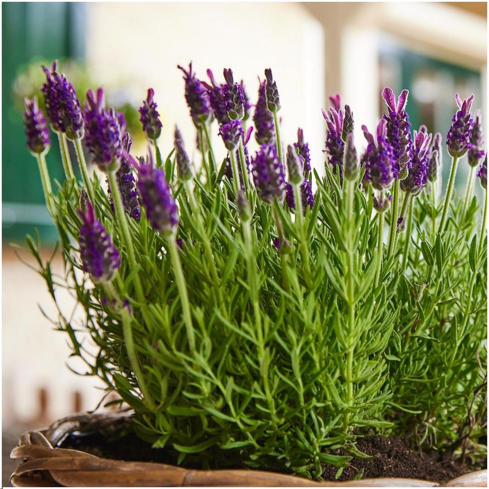 Set of 6 French lavender plants (Lavandula stoechas Anouk®) in 12 cm pots with vibrant purple flowers