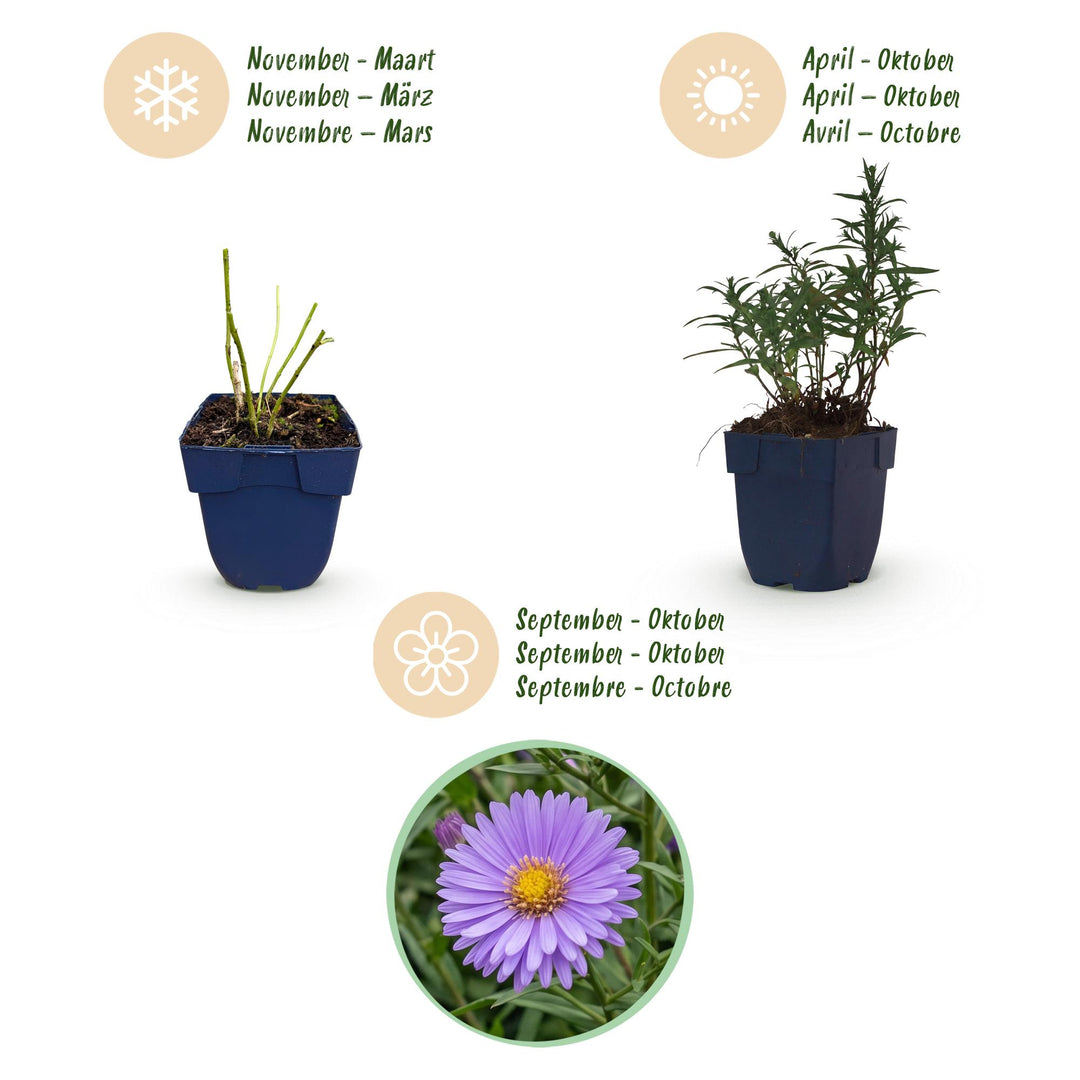 Plante vivace - Aster (D) Méditerranée - Aster de mer - Attire les abeilles et les papillons - Violet - 24 Plantes - Pot 11cm - Hauteur 15-25cm
