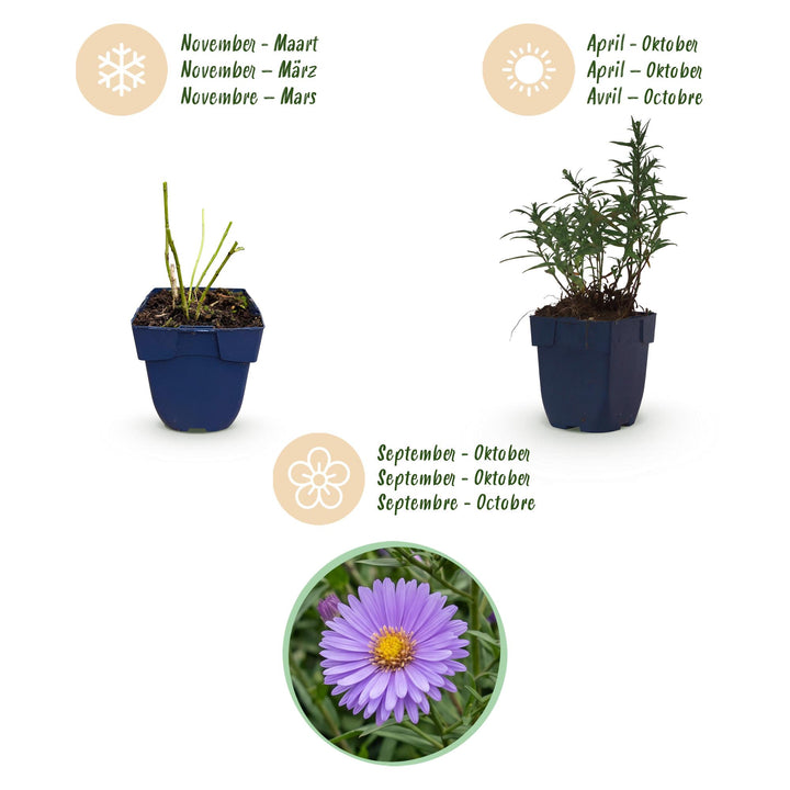 Plante vivace - Aster (D) Méditerranée - Aster de mer - Attire les abeilles et les papillons - Violet - 24 Plantes - Pot 11cm - Hauteur 15-25cm