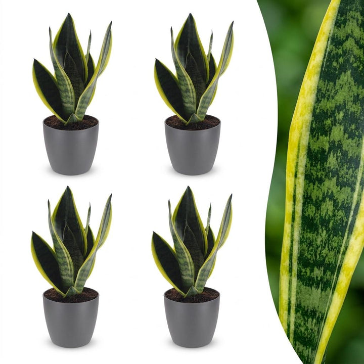 Sansevieria Future Superb - Snake Plant - 4 Plants - with Potter Grijs - Pot 12cm - Height - 35cm