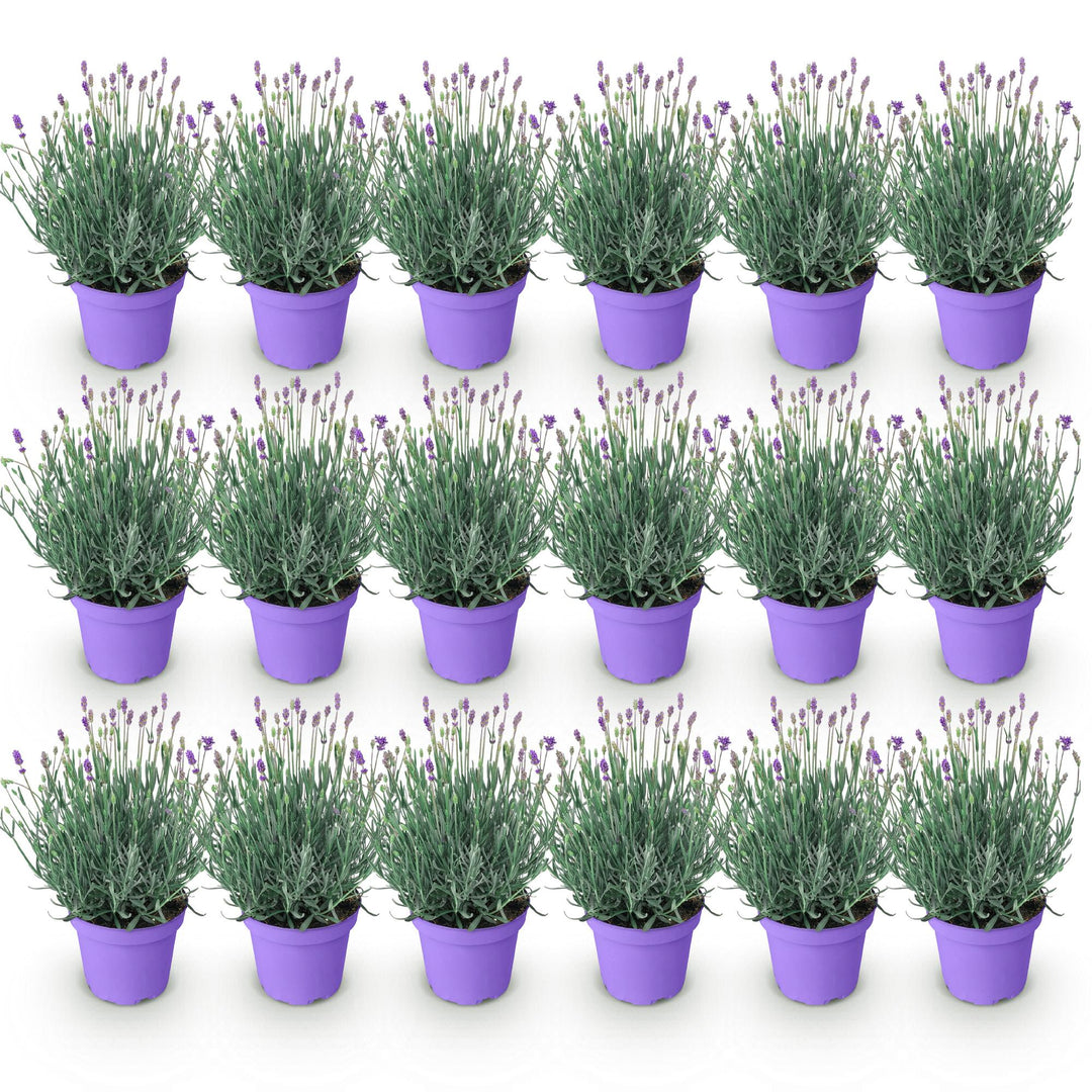 18 Lavandula angustifolia Munstead English lavender plants in 12cm pots - view 2