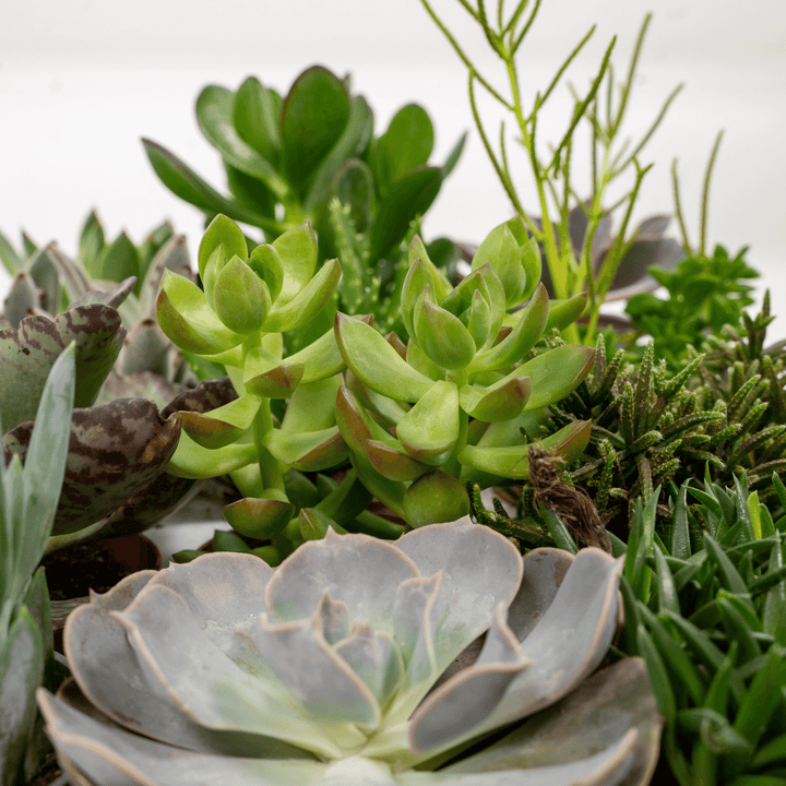 Succulenten Mix - 18 stuks - 10 cm - Ø8,5 - 18