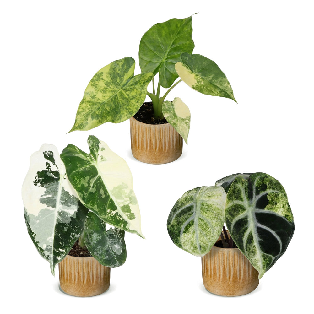 Baby Alocasia Tricolour Variegata trio, pack of 3 plants, image 2