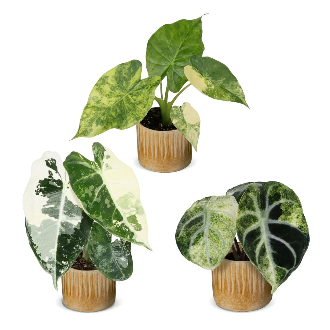 Baby Alocasia Tricolour Variegata trio, pack of 3 plants, image 2