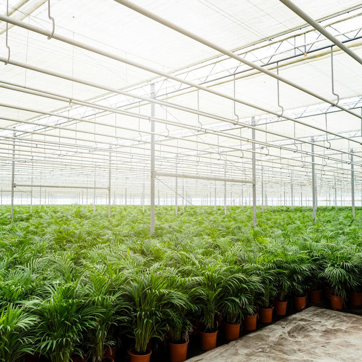 Areca Palm Plant 130cm - Air Purifying Indoor Houseplant