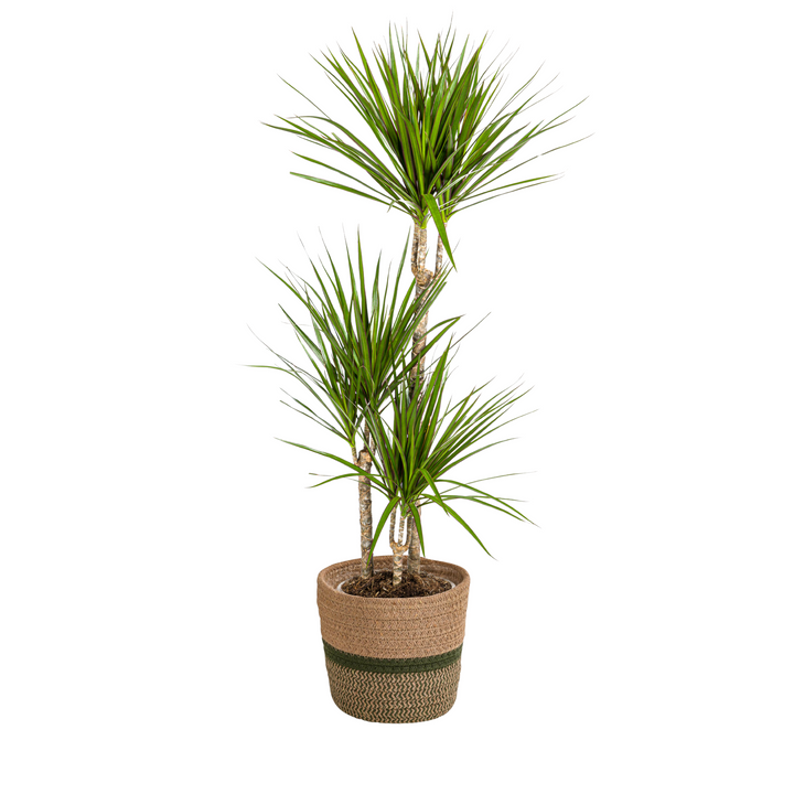 Dracaena Marginata Green 110-130cm — Madagascar Dragon Tree in 21cm pot, with basket