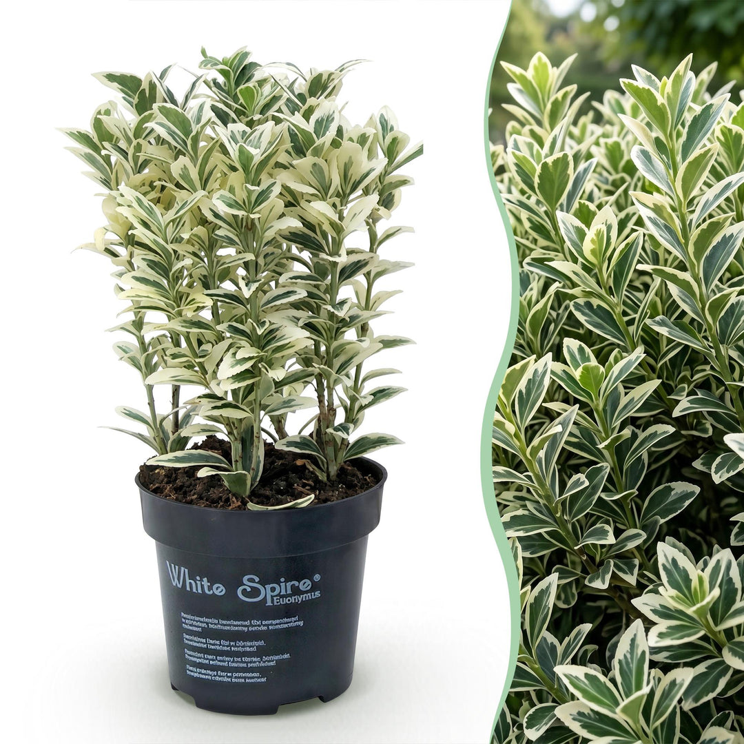 40x Euonymus japonicus White Spire - Spindle Tree - Hedge Plants - Evergreen - White - Green - Pot 9cm - Height 20-30cm