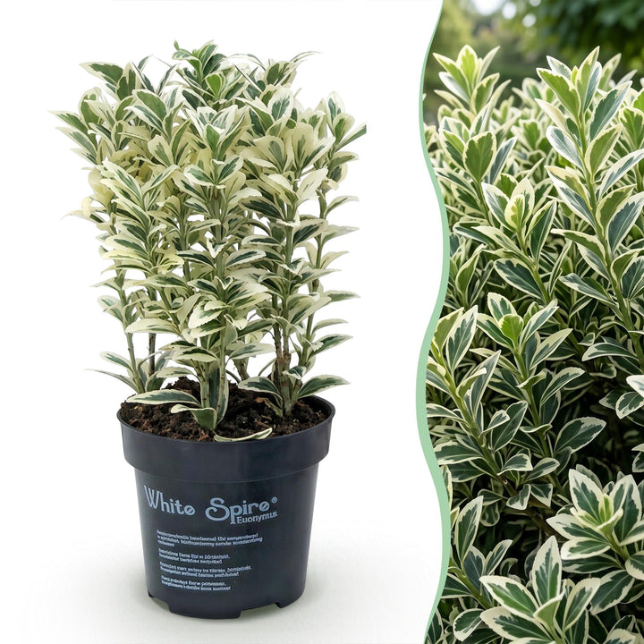 40x Euonymus japonicus White Spire - Spindle Tree - Hedge Plants - Evergreen - White - Green - Pot 9cm - Height 20-30cm