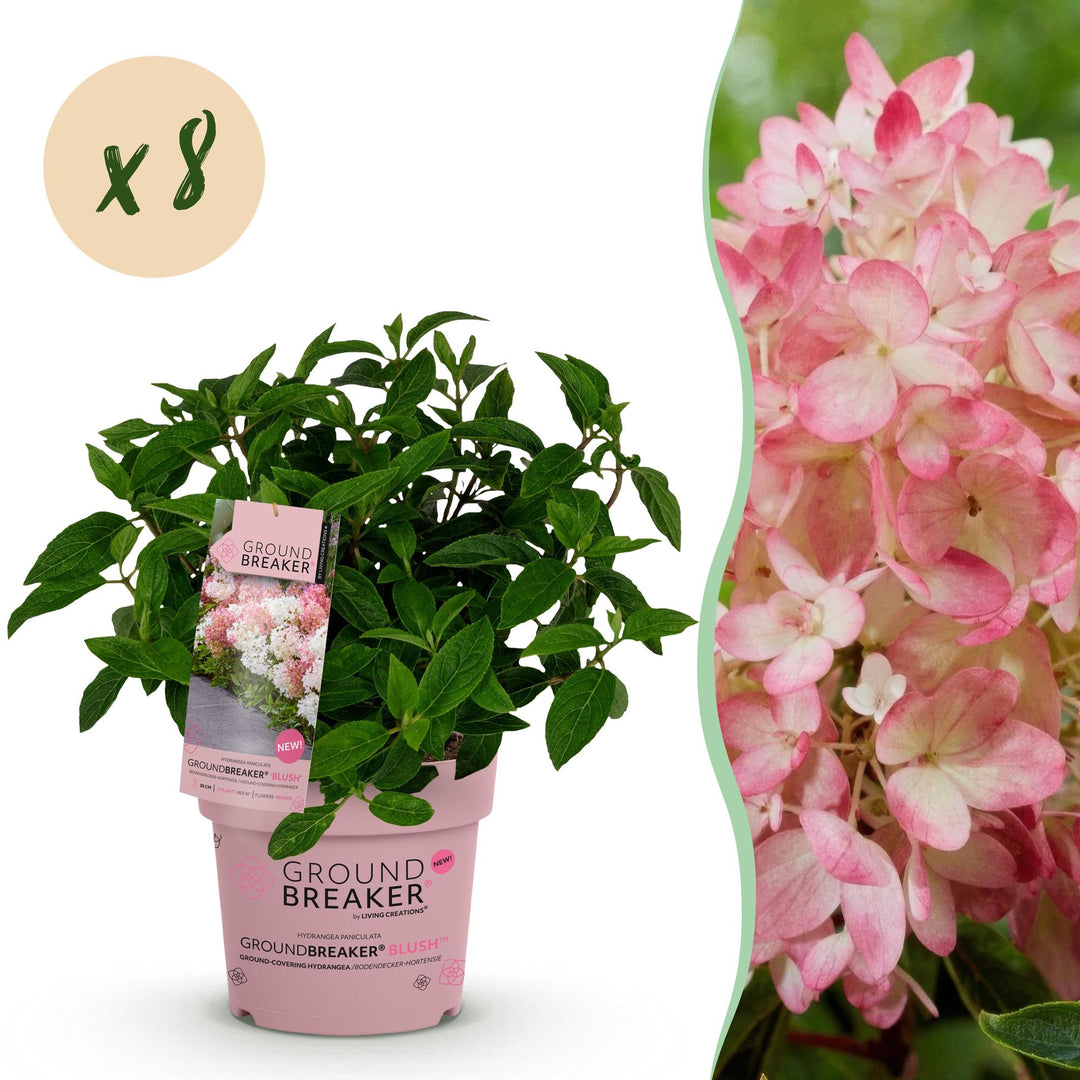 8 Hydrangea paniculata Groundbreaker Blush plants in 14cm pots