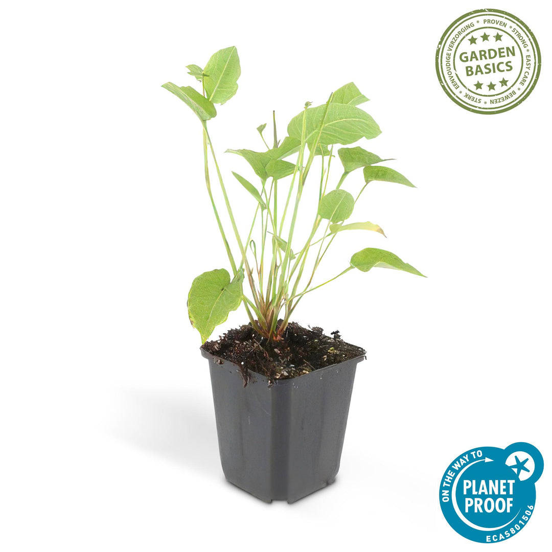 Persicaria amplexicaulis plant in a 9cm black pot, height 10-25cm, by Everspring, featuring green leaves.