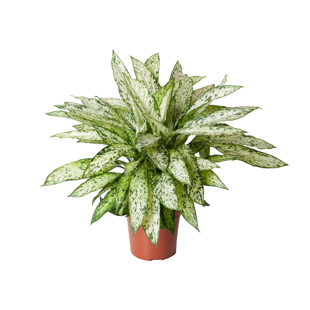 Dieffenbachia Vesuvius 80cm - Air Purifying Dumb Cane Plant 27cm Pot