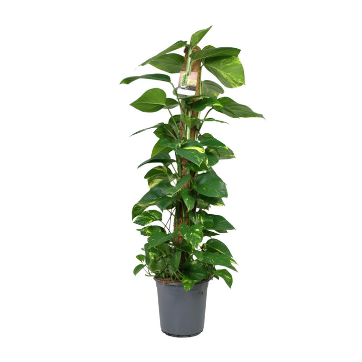 Scindapsus: Lush 120cm Trailing Beauty – Easy Care & Vibrant Greenery!