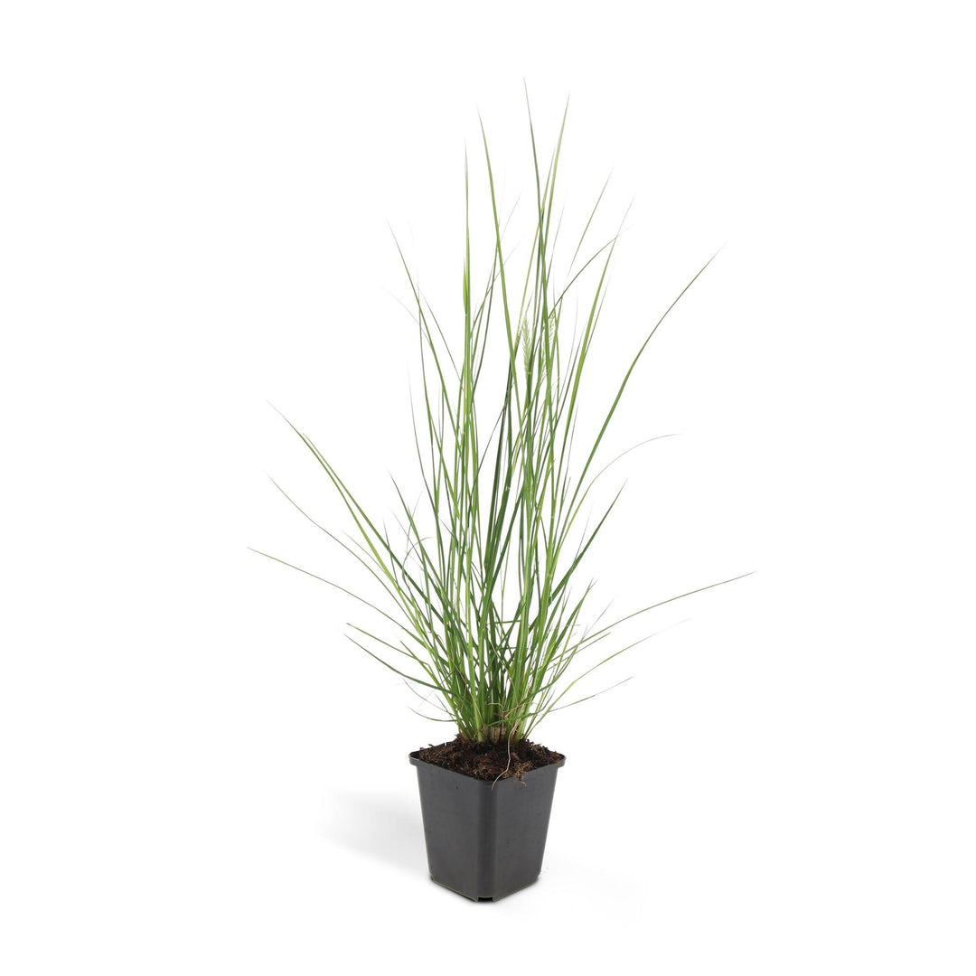 Dwarf Pennisetum Alopecuroides Hameln Fountain Grass with creamy plumes in a decorative container by Everspring