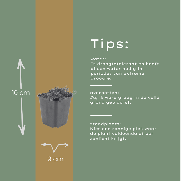 6x Thymus praecox 'Coccineus' - ↕10-25cm - Ø9cm