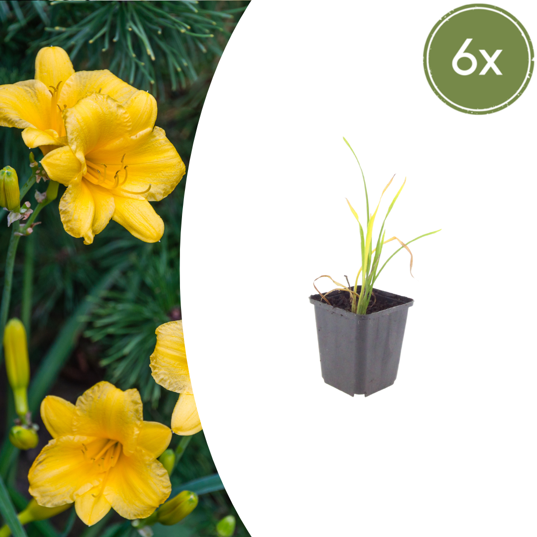 6x Hemerocallis 'Stella de Oro' - ↕10-25cm - Ø9cm
