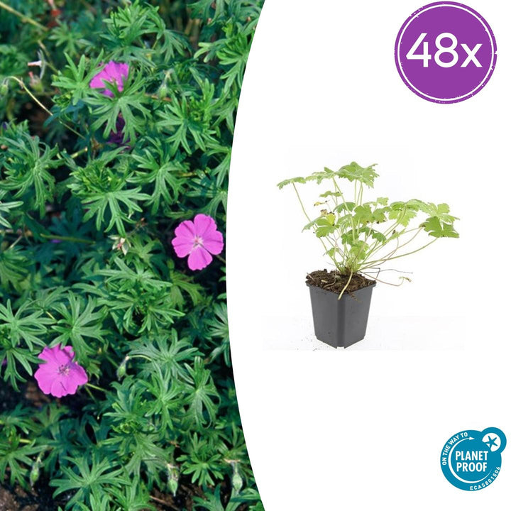 48x Geranium 'Tiny Monster' - ↕10-25cm - Ø9cm
