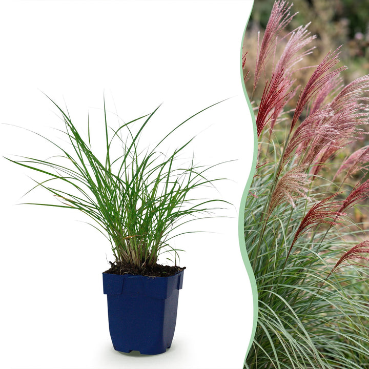 Pack of 24 Miscanthus sinensis 'Red Chief' maiden grass plants in 11cm pots