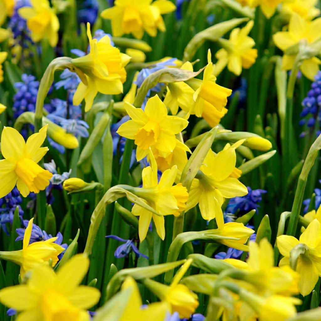 100x Narcissus Tete-A-Tete - Narcisse Tête-à-tête - Jaune - Floraison printanière - Calibre 10/11