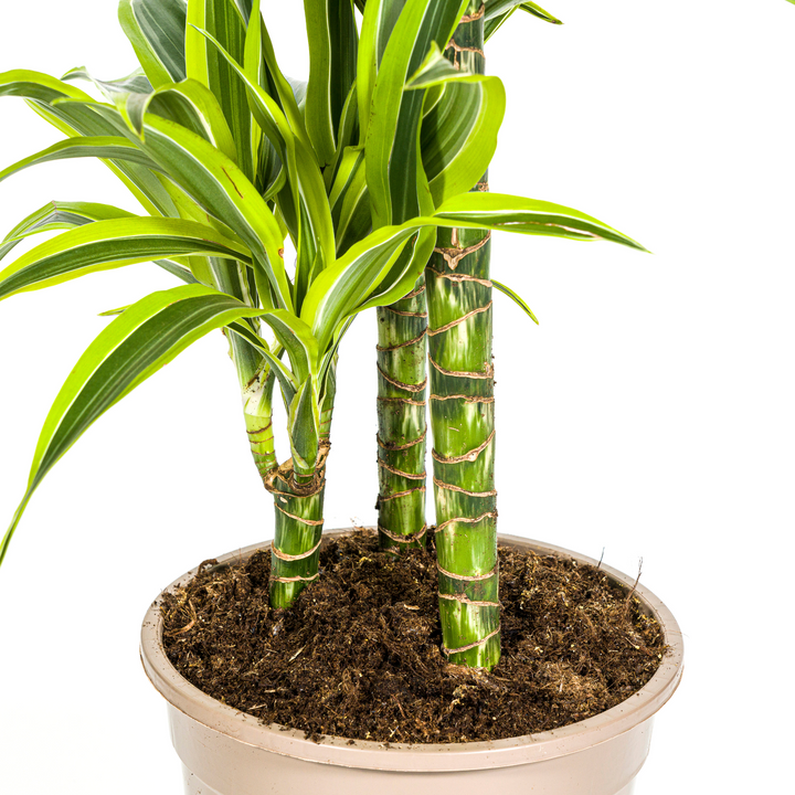 Dracaena Deremensis Lemon Lime 90-110cm — Dragon Tree in 21cm pot