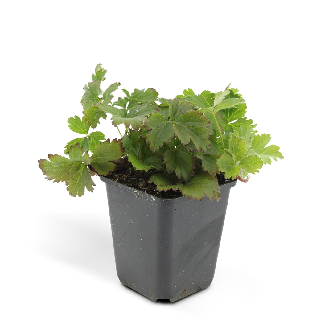 48-pack of Waldsteinia Ternata yellow flowering ground cover plants in 9cm pots by Everspring