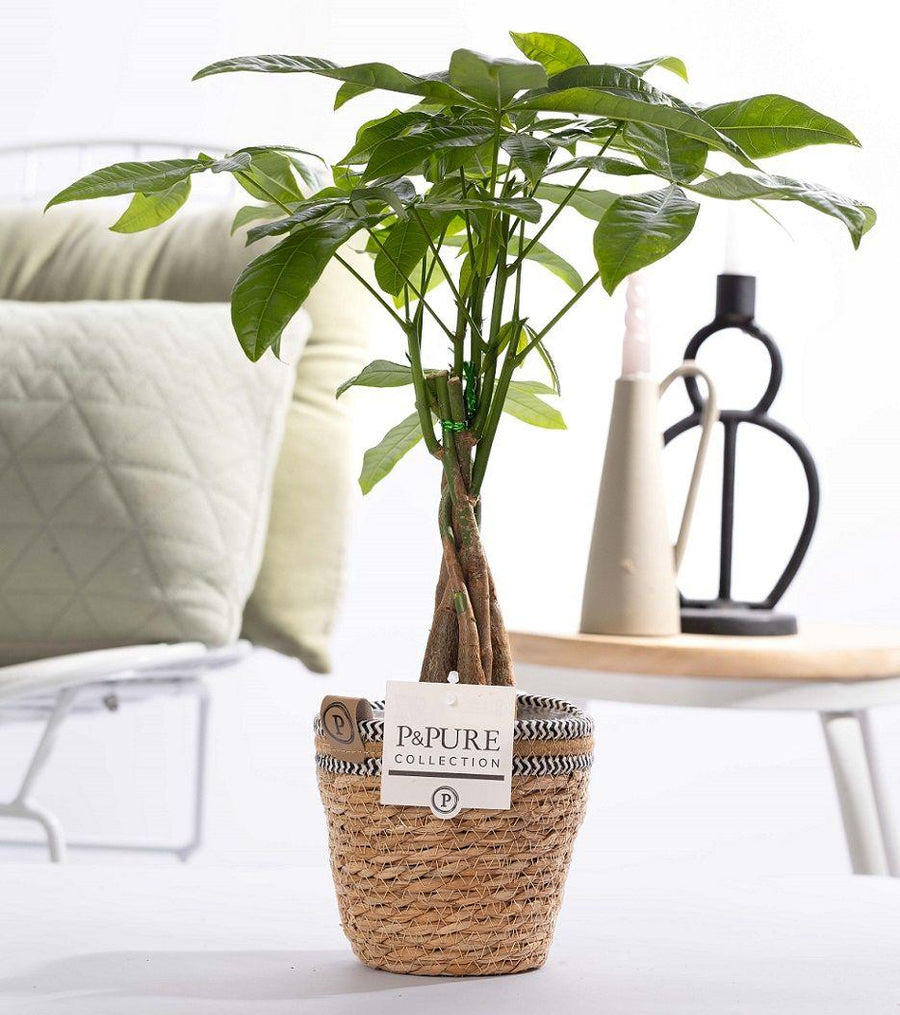 Pachira Aquatica money tree in natural basket, 45cm tall
