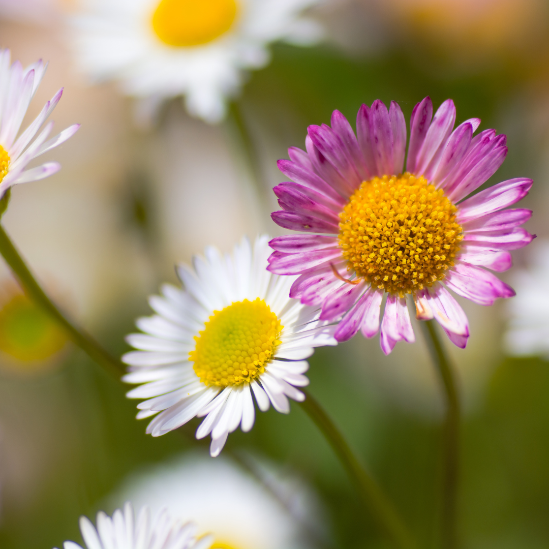 60x Erigeron karvinskianus - ↕10-25cm - Ø9cm