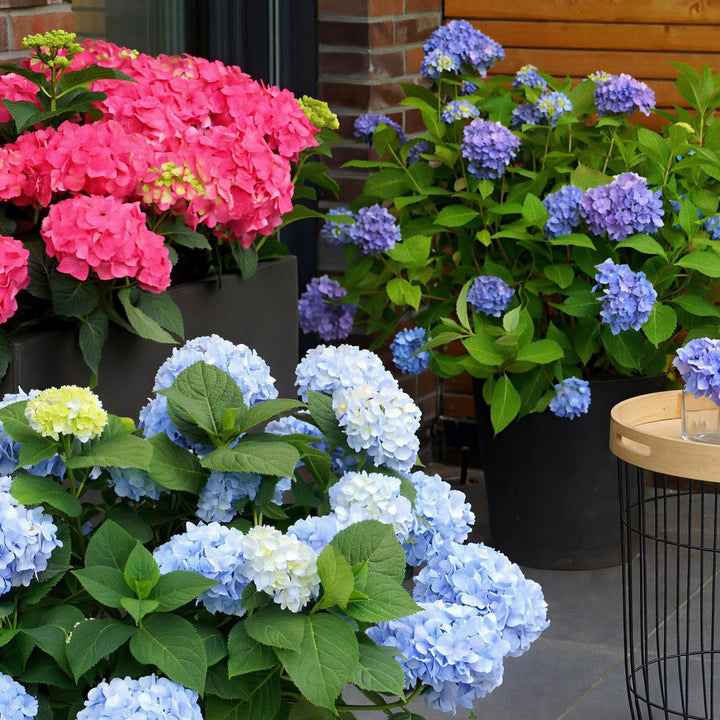 48 Hydrangea macrophylla Endless Summer Original Blue plants in 14cm pots - view 6