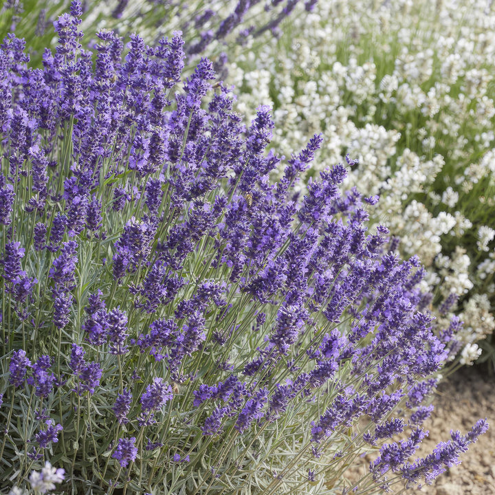 6x Lavandula 'Hidcote' - ↕10-25cm - Ø9cm