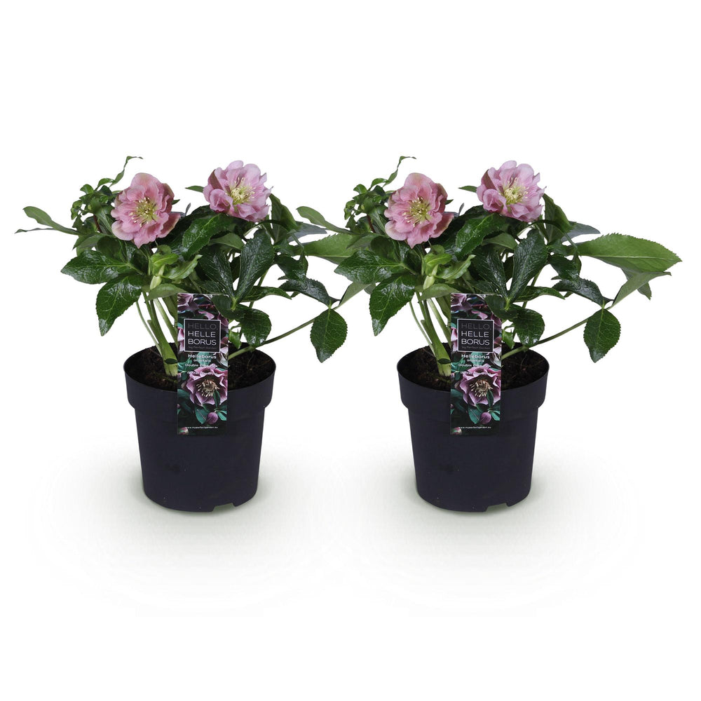 2x Helleborus orientalis 'Double Ellen Pink' Lenten Rose in 14cm pots - view 2
