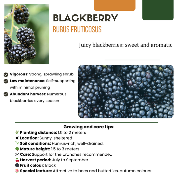 BIO fruit plants mix set with 5 varieties, including blackberry, by Everspring, featuring lush green leaves and ripe fruit.