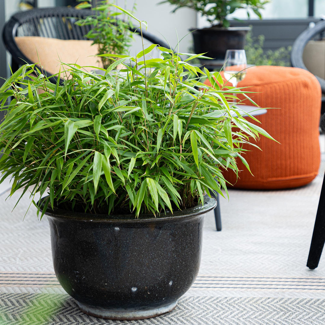 18 Fargesia rufa clumping bamboo plants in 14cm pots - view 5