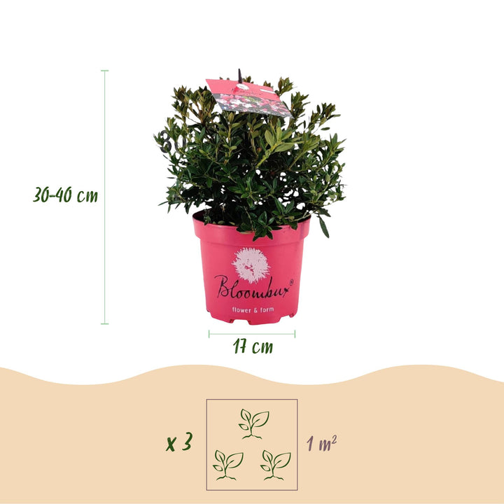 6 Rhododendron Bloombux Magenta plants in 17cm pots, 30-40cm tall - view 3