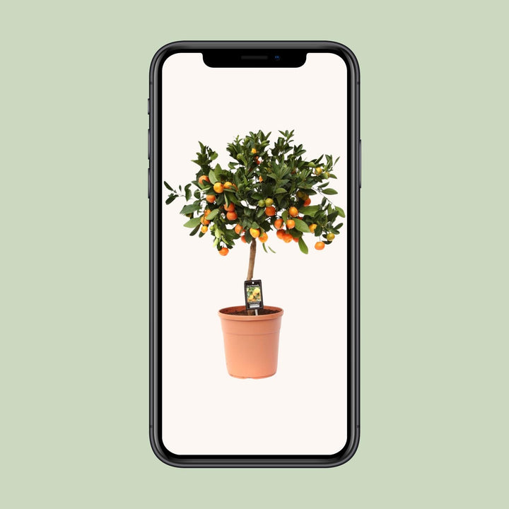 Calamondin Citrus Tree 80cm - Potted Fruit Plant for Indoor Outdoor